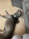 Great Dane Puppies for sale in Fayetteville, NC, USA. price: NA