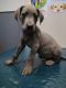 Great Dane Puppies for sale in Quinlan, TX 75474, USA. price: $300