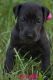 Great Dane Puppies for sale in Flint, MI 48506, USA. price: $800