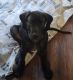 Great Dane Puppies for sale in Las Vegas, NV, USA. price: $1,000
