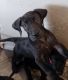 Great Dane Puppies for sale in Las Vegas, NV, USA. price: $900
