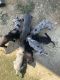 Great Dane Puppies for sale in Forestburg, TX 76239, USA. price: NA
