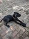 Great Dane Puppies for sale in Gastonia, NC, USA. price: NA