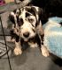 Great Dane Puppies for sale in Corona, CA, USA. price: $800