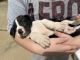 Great Dane Puppies for sale in Collinsville, OK 74021, USA. price: NA