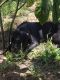 Great Dane Puppies for sale in Babson Park, FL 33827, USA. price: $150