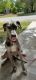 Great Dane Puppies for sale in Seguin, TX 78155, USA. price: $1,500