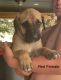 Great Dane Puppies for sale in 564 W 100 N, Paul, ID 83347, USA. price: NA