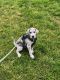 Great Dane Puppies for sale in Stamford, CT, USA. price: $1,700