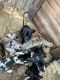 Great Dane Puppies for sale in Shelby, NC, USA. price: $500