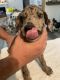 Great Dane Puppies for sale in Taylors, SC 29687, USA. price: NA