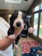 Great Dane Puppies for sale in Valley City, OH 44280, USA. price: NA