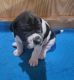 Great Dane Puppies for sale in Richmond, MN 56368, USA. price: NA