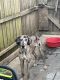 Great Dane Puppies for sale in Chicago, IL 60707, USA. price: $2,000