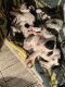 Great Dane Puppies for sale in Fresno, CA, USA. price: $600