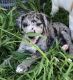 Great Dane Puppies for sale in Corpus Christi, TX, USA. price: NA