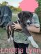 Great Dane Puppies for sale in Jerico Springs, MO 64756, USA. price: $800