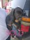 Great Dane Puppies for sale in 877 HCR 2415 S, Hillsboro, TX 76645, USA. price: $700