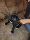 Great Dane Puppies for sale in San Antonio, TX, USA. price: $50