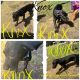 Great Dane Puppies for sale in Moore, OK, USA. price: $700