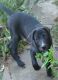 Great Dane Puppies for sale in Riverside, CA 92504, USA. price: $100