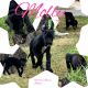 Great Dane Puppies for sale in Moore, OK, USA. price: $800