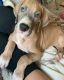 Great Dane Puppies for sale in Highland, CA, USA. price: $700