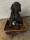 Great Dane Puppies for sale in Fellsmere, FL, USA. price: $800