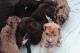 Great Dane Puppies for sale in Piqua, OH 45356, USA. price: NA