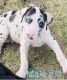Great Dane Puppies for sale in Bowie, TX 76230, USA. price: $1,000