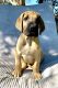 Great Dane Puppies for sale in Payson, UT, USA. price: NA