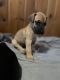 Great Dane Puppies for sale in Alanson, MI 49706, USA. price: NA