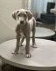 Great Dane Puppies for sale in Covington, LA 70433, USA. price: NA