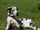 Great Dane Puppies for sale in Greenville, TX, USA. price: NA