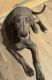 Great Dane Puppies for sale in Rochester, NY, USA. price: NA
