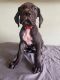 Great Dane Puppies for sale in Tuttle, OK 73089, USA. price: NA