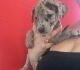 Great Dane Puppies for sale in Palmdale, CA, USA. price: NA