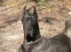 Great Dane Puppies for sale in ST AUG BEACH, FL 32084, USA. price: $1,700