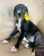 Great Dane Puppies for sale in Fort Worth, TX, USA. price: NA