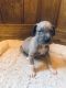 Great Dane Puppies for sale in Wilmer, AL 36587, USA. price: $600