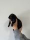Great Dane Puppies for sale in Miami, FL, USA. price: NA