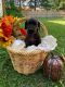 Great Dane Puppies for sale in Omaha, NE, USA. price: $1,300