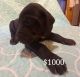 Great Dane Puppies for sale in Sevierville, TN, USA. price: $1,000