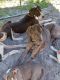Great Dane Puppies for sale in Cedar Key, FL 32625, USA. price: $700