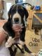 Great Dane Puppies for sale in Utica, OH 43080, USA. price: NA