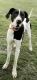 Great Dane Puppies for sale in Melson Rd SW, Cave Spring, GA 30124, USA. price: NA