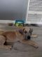 Great Dane Puppies for sale in Oceanside, CA, USA. price: NA