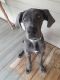 Great Dane Puppies for sale in Holly Ridge, NC 28445, USA. price: NA