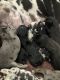Great Dane Puppies for sale in Cherry Valley, CA, USA. price: $800
