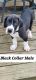 Great Dane Puppies for sale in Cincinnati, OH, USA. price: NA